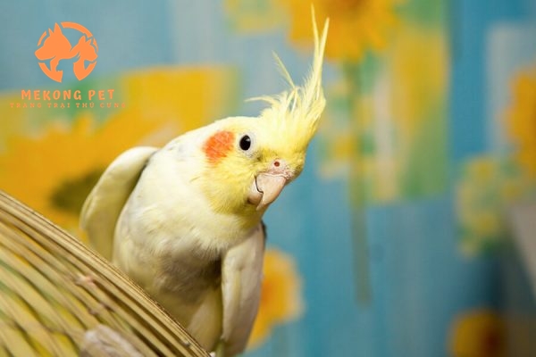 Thông tin Về Vẹt Cockatiel: Loài vẹt Được Yêu Thích Nhất